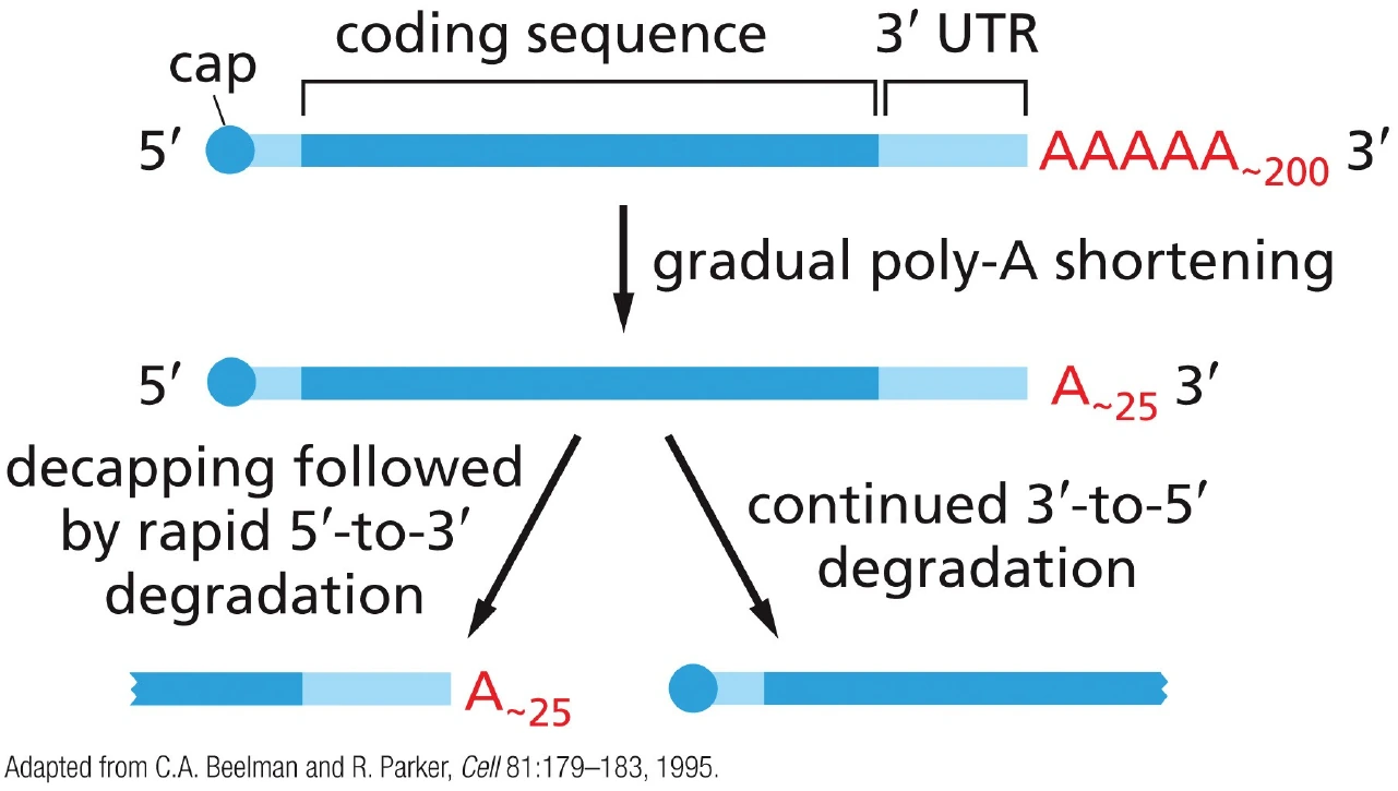 קיצור poly-A tail מוביל ל־decapping ולפירוק mRNA.