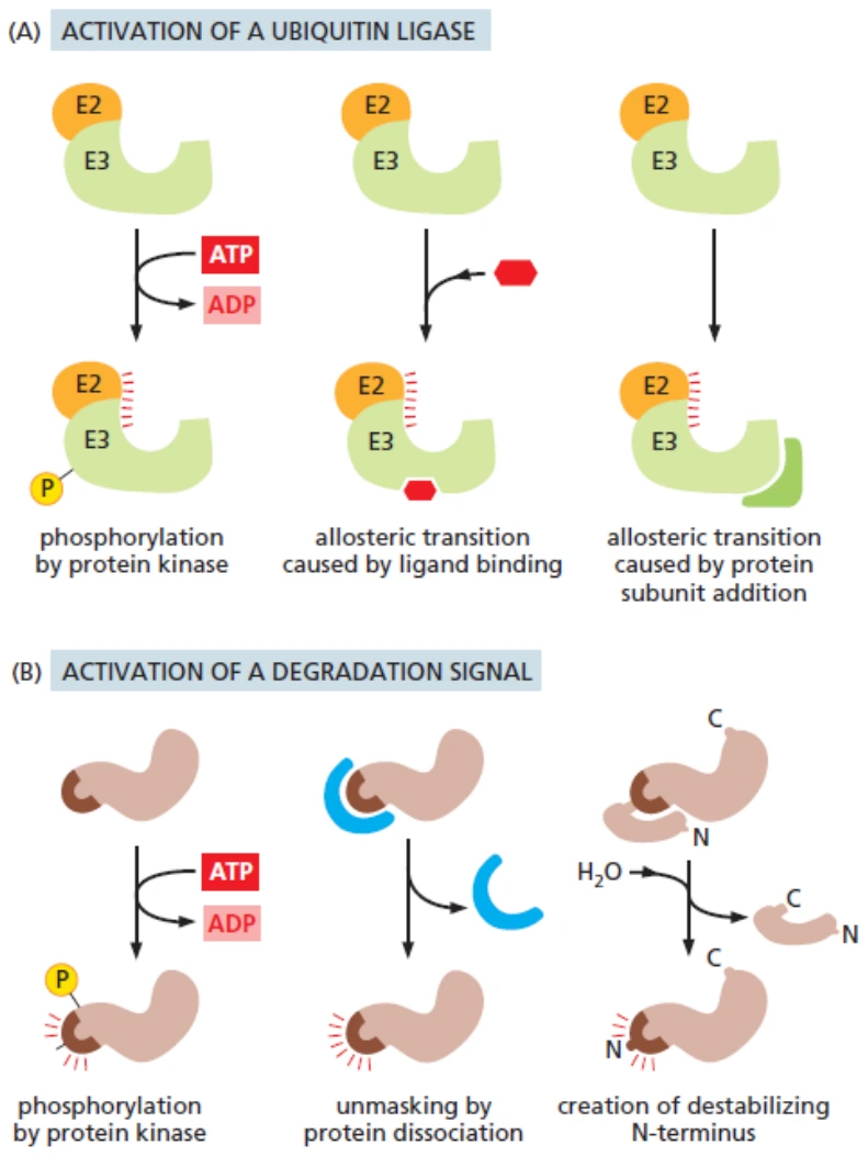 בקרת פירוק חלבונים על ידי E3 ligase ו־degron.