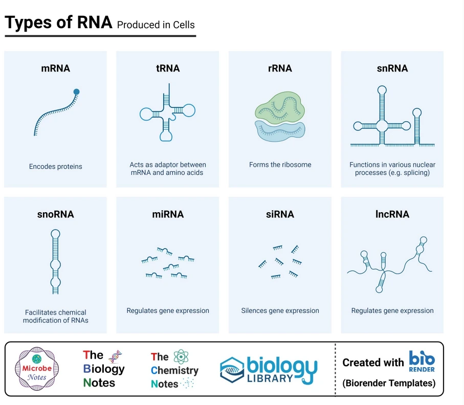 סוגים שונים של non-coding RNAs.
