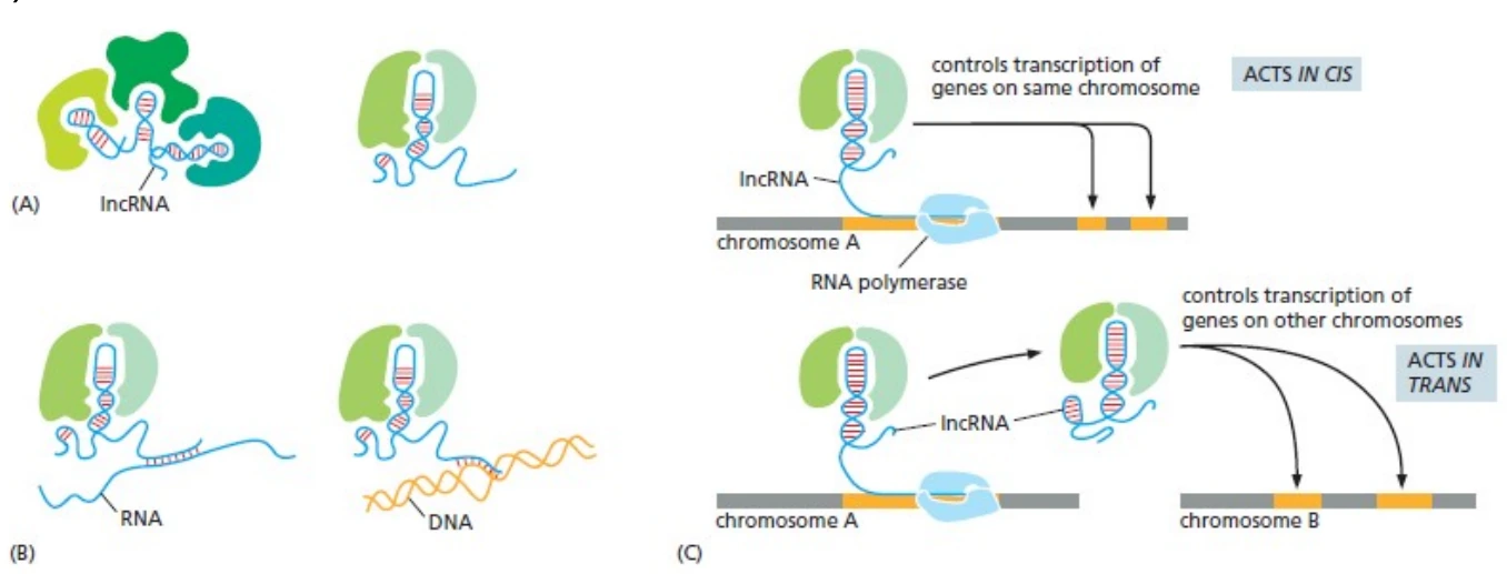 lncRNA יכול לשמש scaffold לחלבונים רגולטוריים.