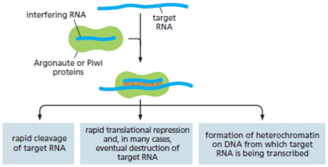 RNA interference: התאמה ל־target RNA ודיכוי ביטוי.