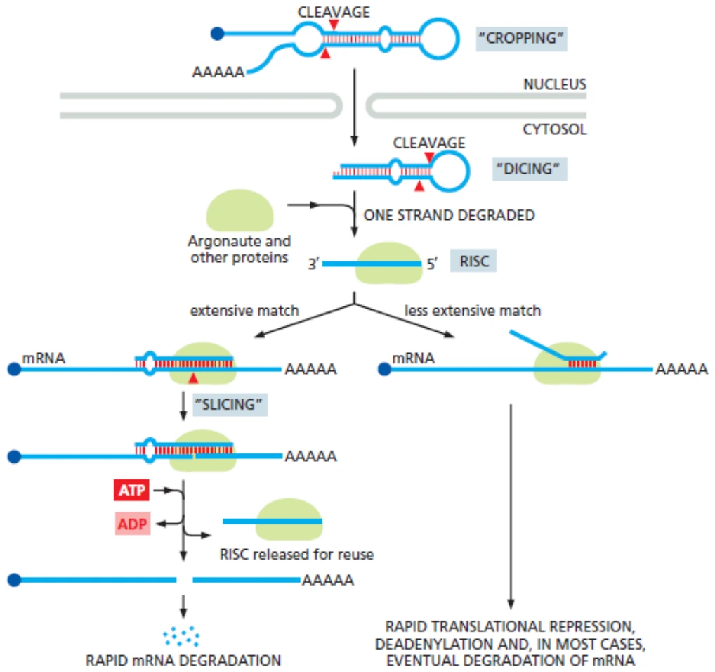 מסלול microRNA: עיבוד, טעינה על RISC וזיהוי mRNA.