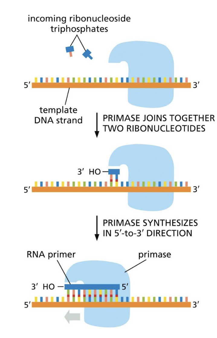 DNA pol alpha initiates DNA synthesis de novo