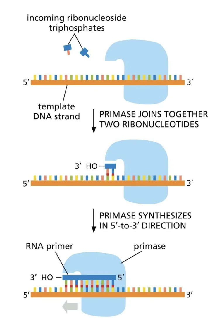 DNA pol alpha initiates DNA synthesis de novo