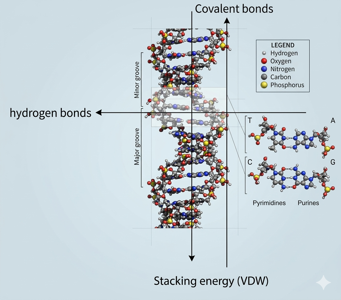 סוגי הכוחות