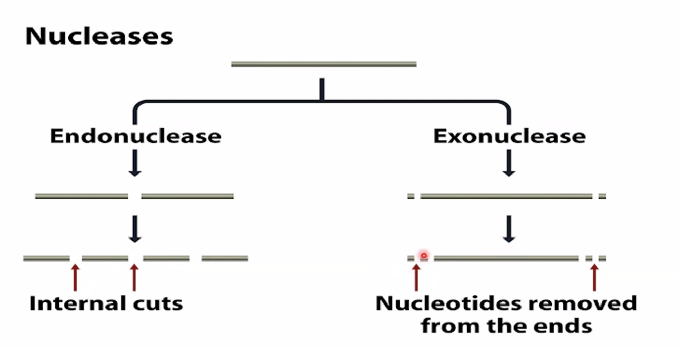 Endonuclease vs Exonuclease