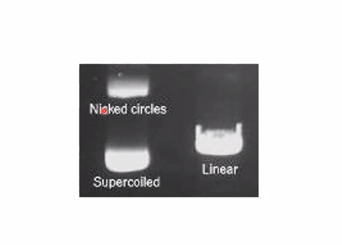 הפקדתי פלסמיד מעגלי מתא חידק