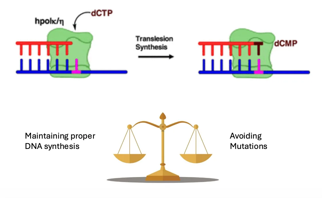Translesion synthesis
