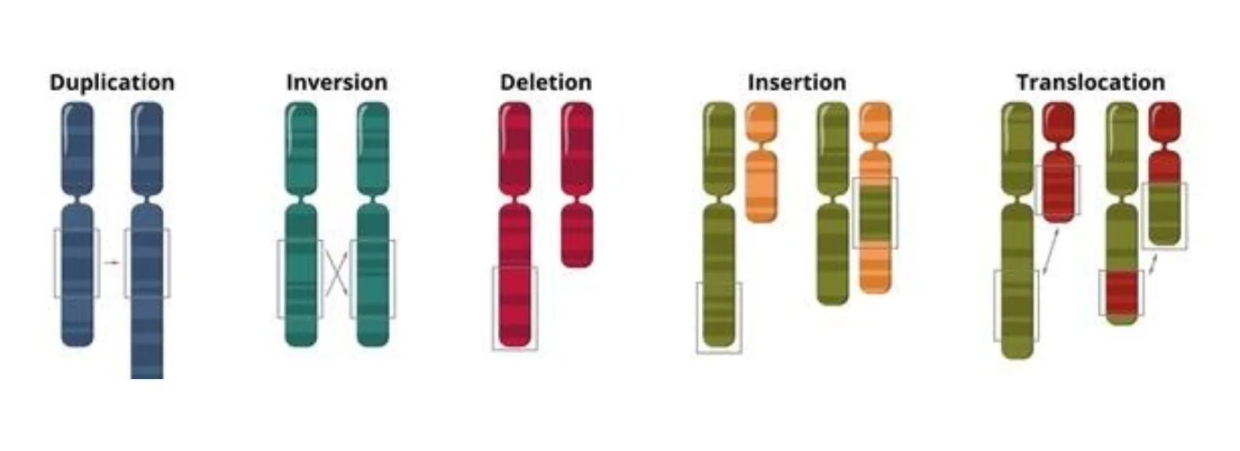 Chromosomal aberrations