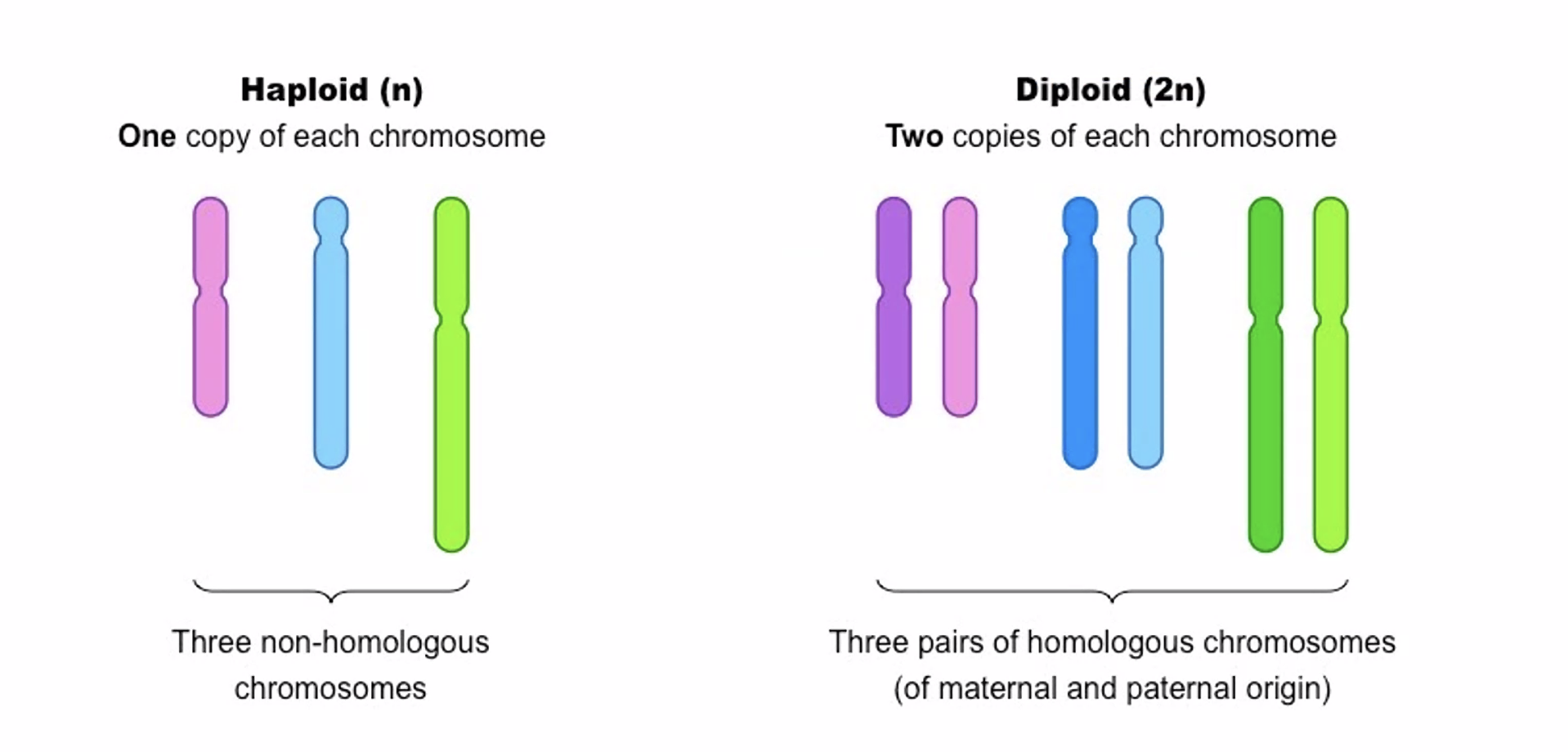 Haploid (n) vs Diploid (2n)