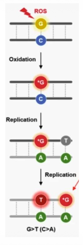 Guanine oxidation