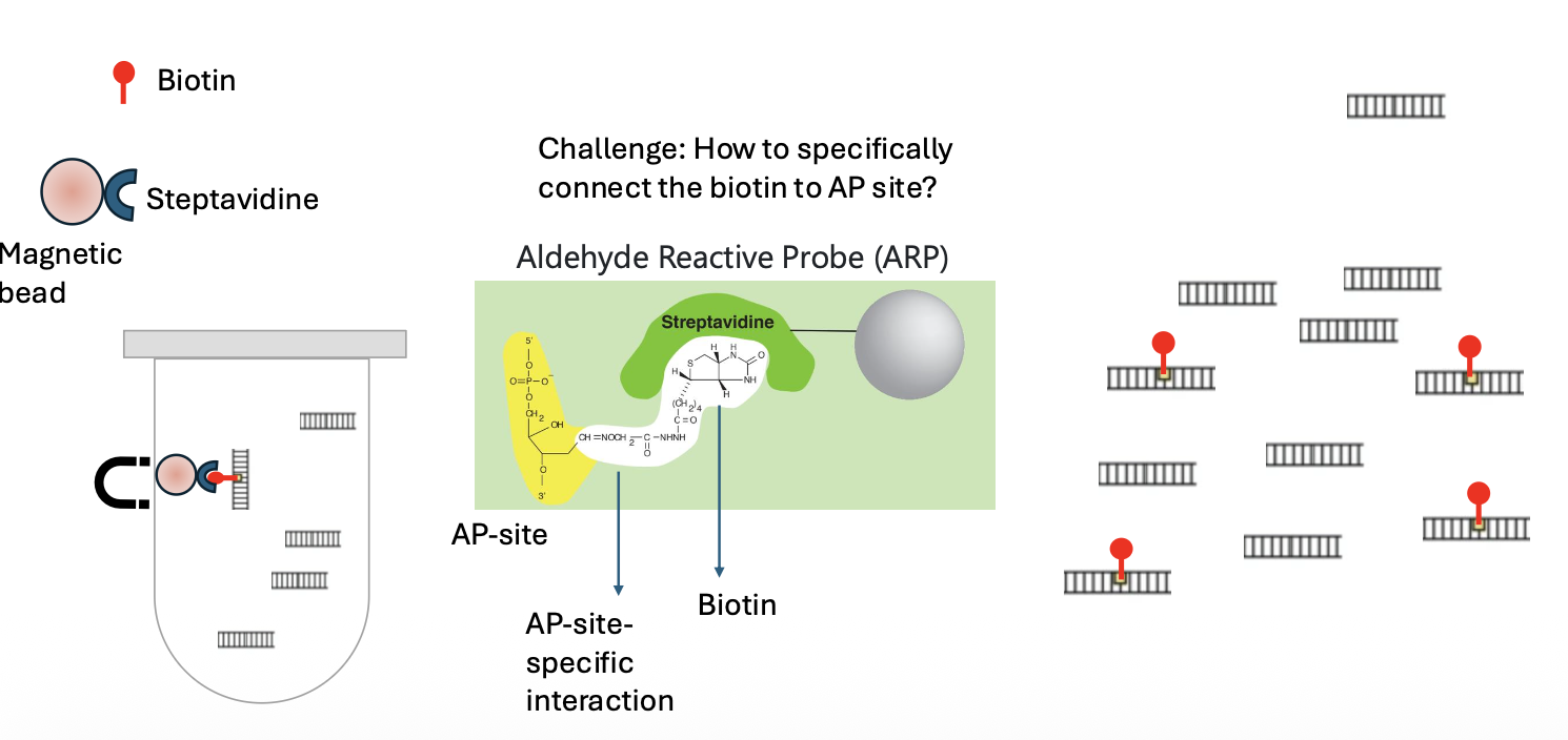 Isolate the apurinic sites