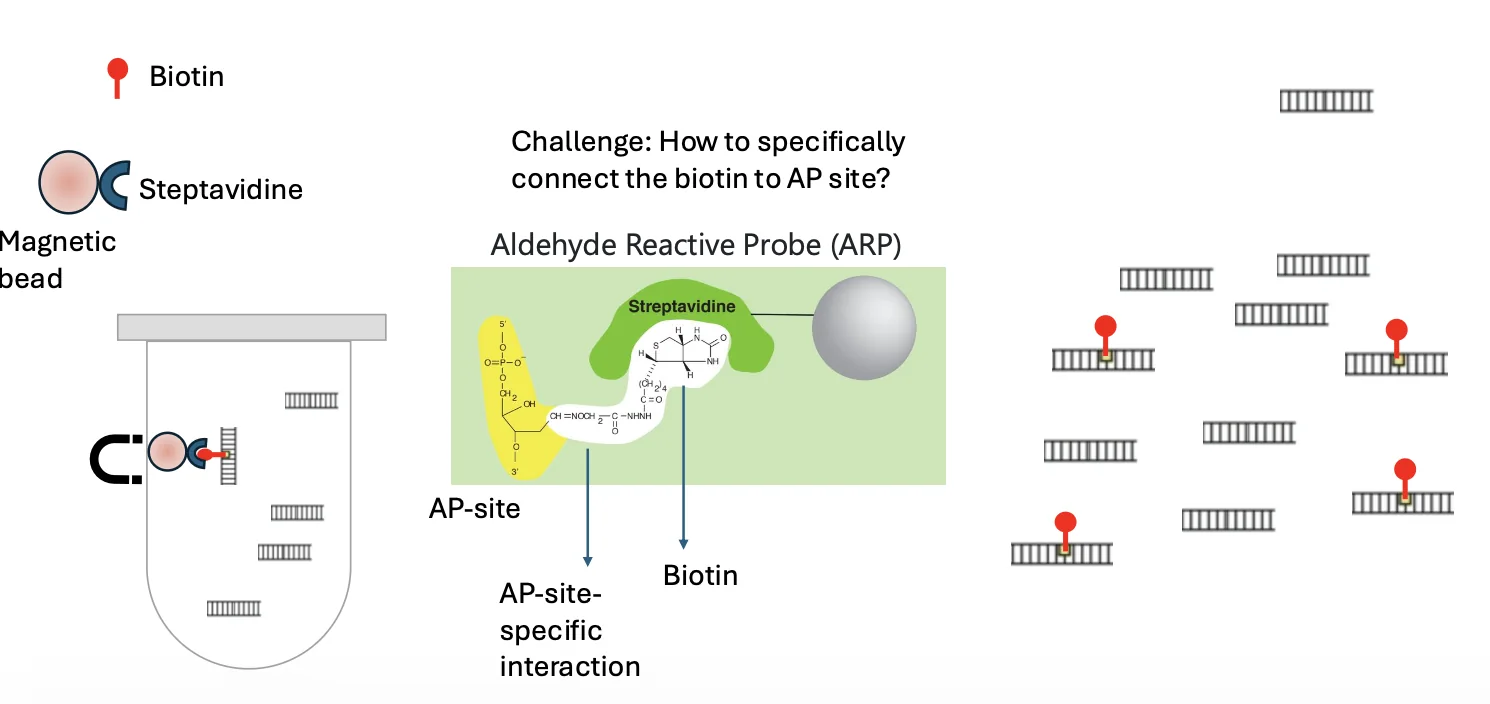 Isolate the apurinic sites