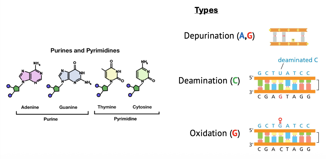 Bulky DNA Lesions