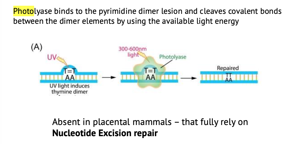 Photoreactivation repair