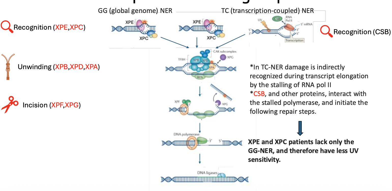 NER and XP complementation groups