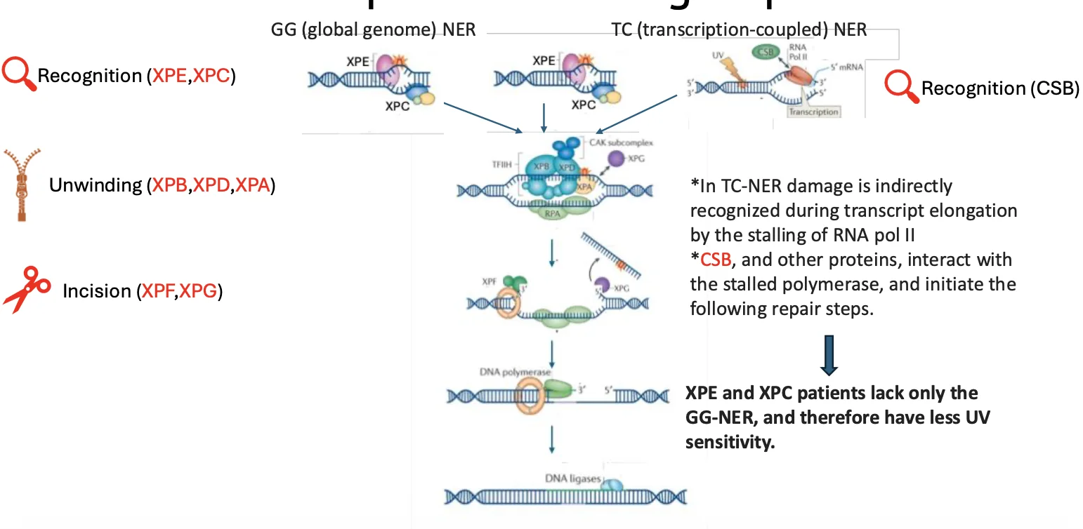 NER and XP complementation groups