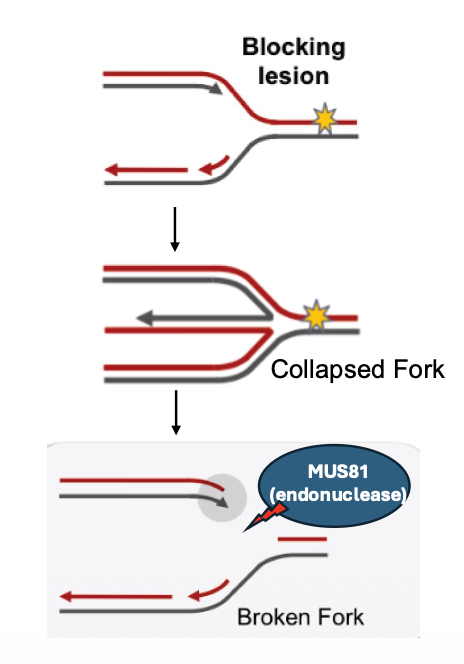 DNA replication – when small problems become big problems