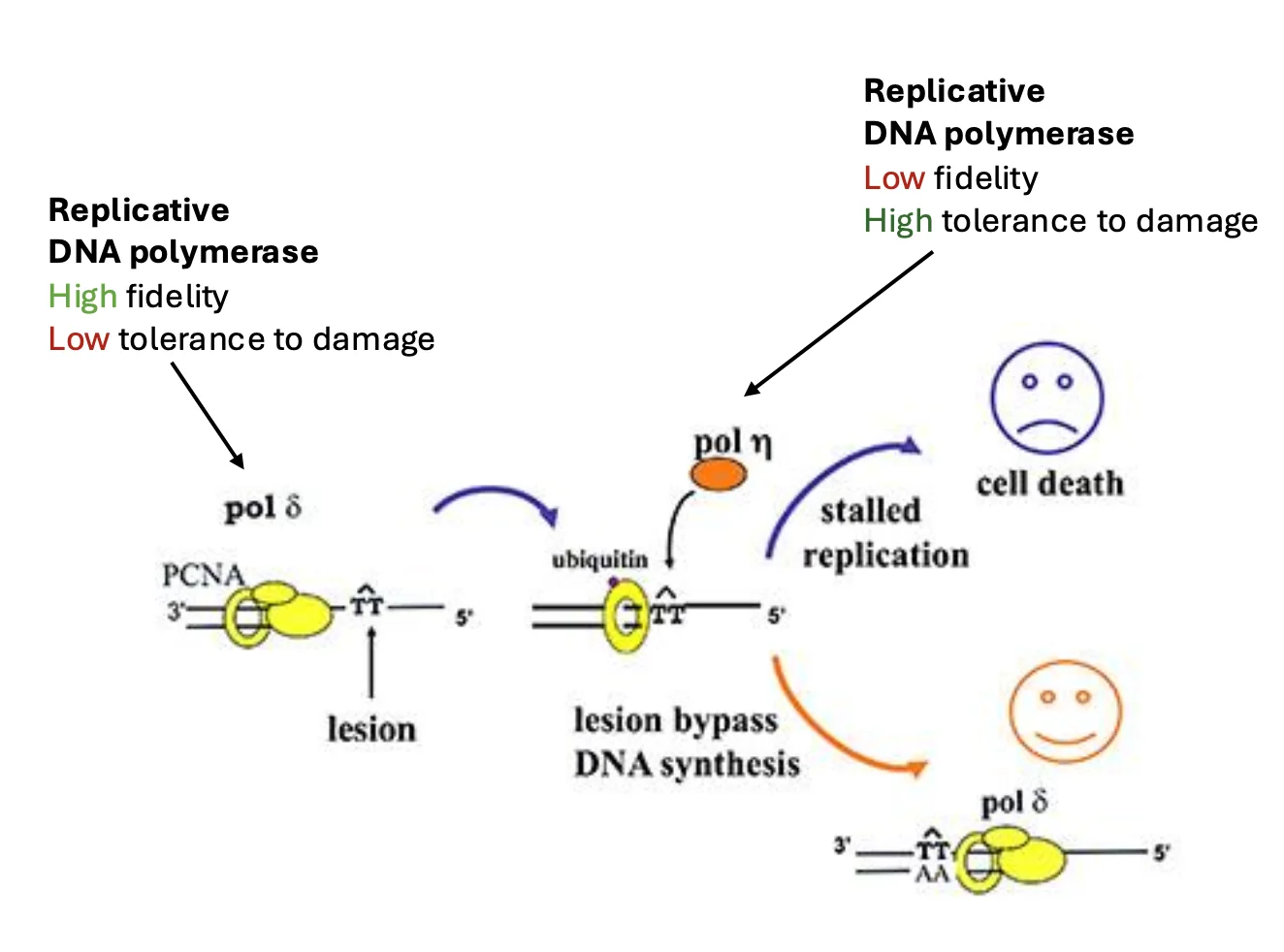 Not perfect but important) solution: Translesion synthesis (TLS)