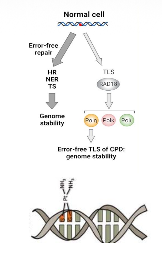TLS in Cancer