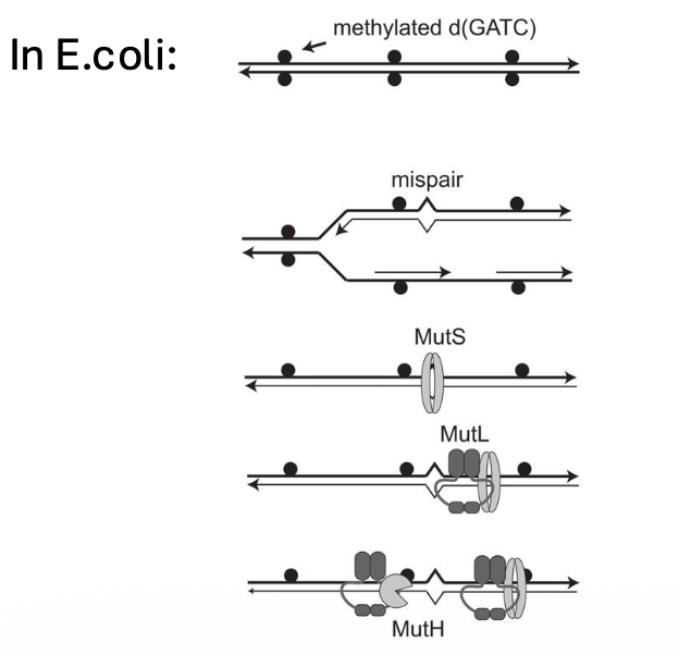פתרון של E.coli - מתילציה