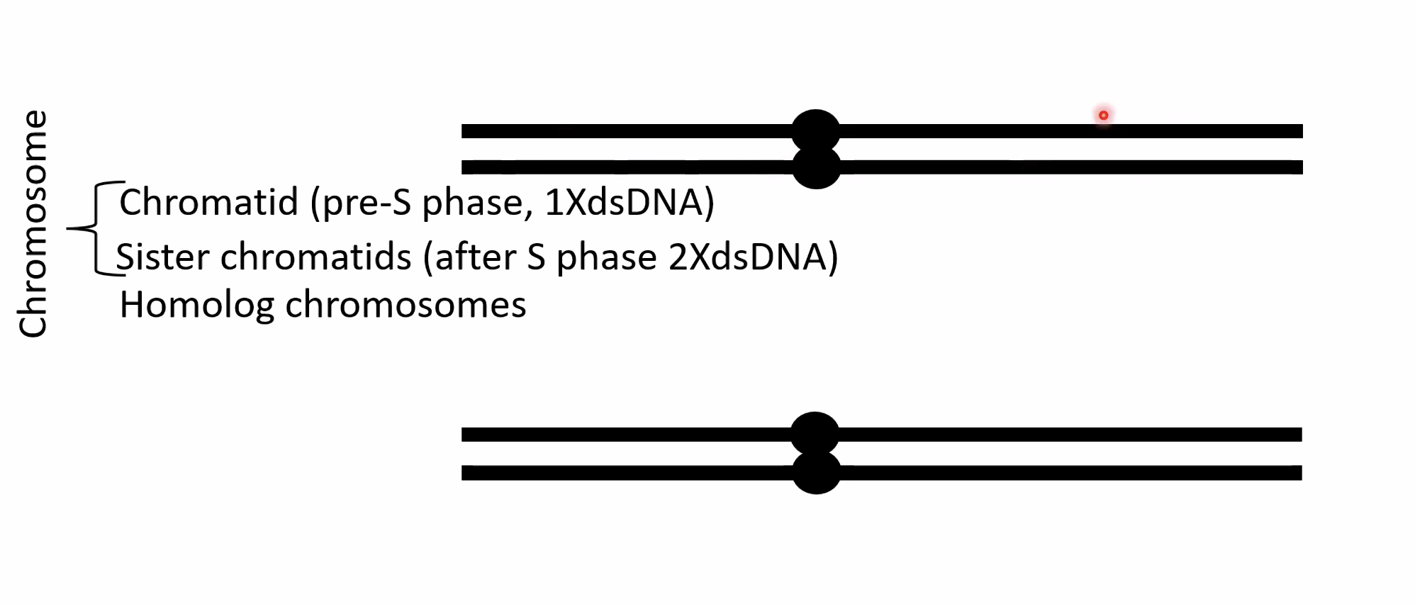 כרומטידות אחיות