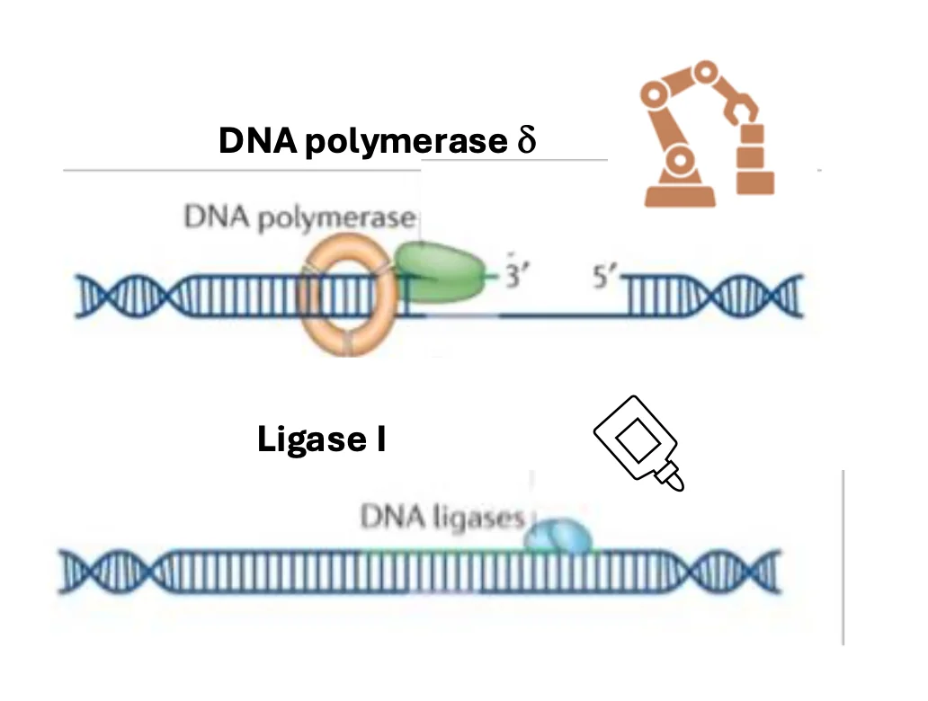 בסיום DNA pol delta ו־Ligase I