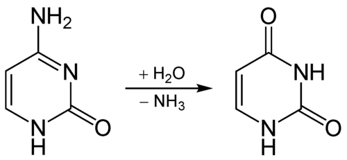 דיאמניציה של ציטוזין (C) לאורציל (U), ויקיפדיה