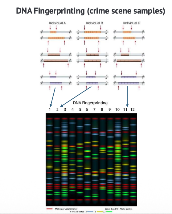 Microsatellites