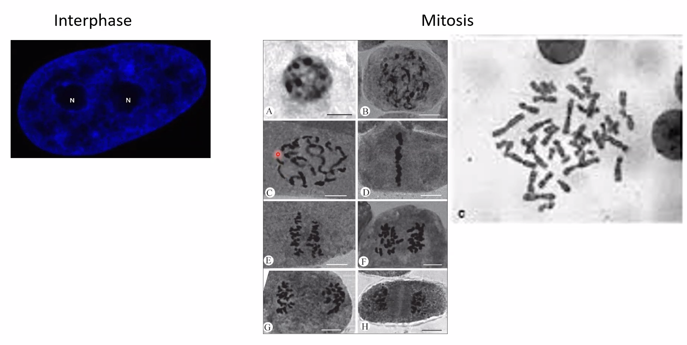 Chromosome appearance under the microscope during the cell cycle