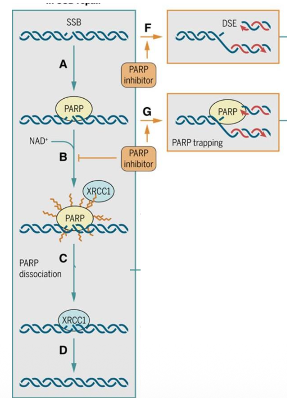 PARP inhibitors in Cancer therapy