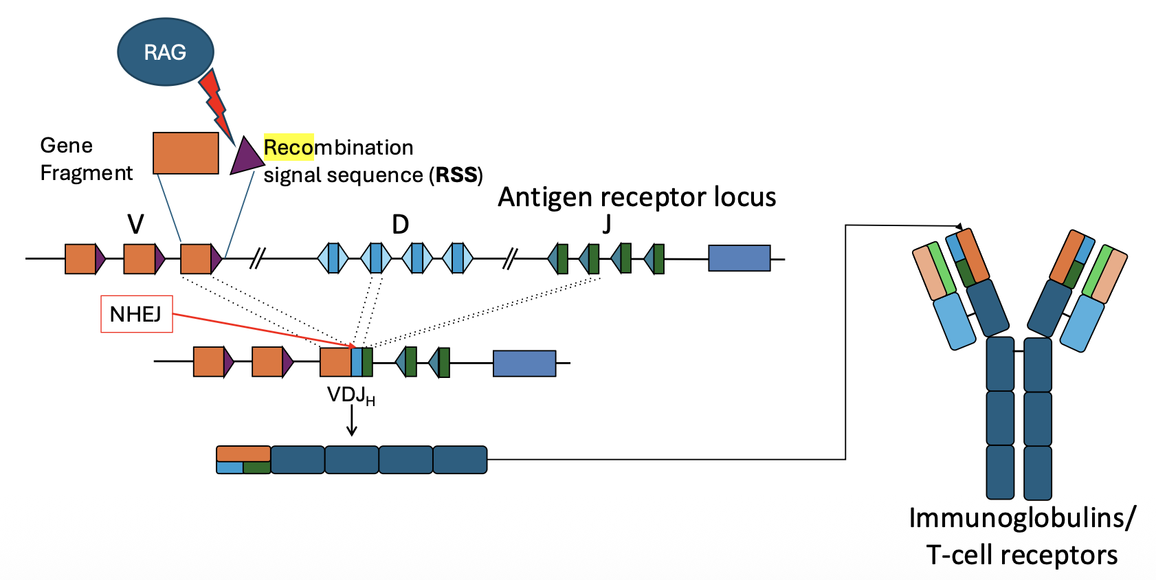 V(D)J Recombination - Antigen receptor locus
