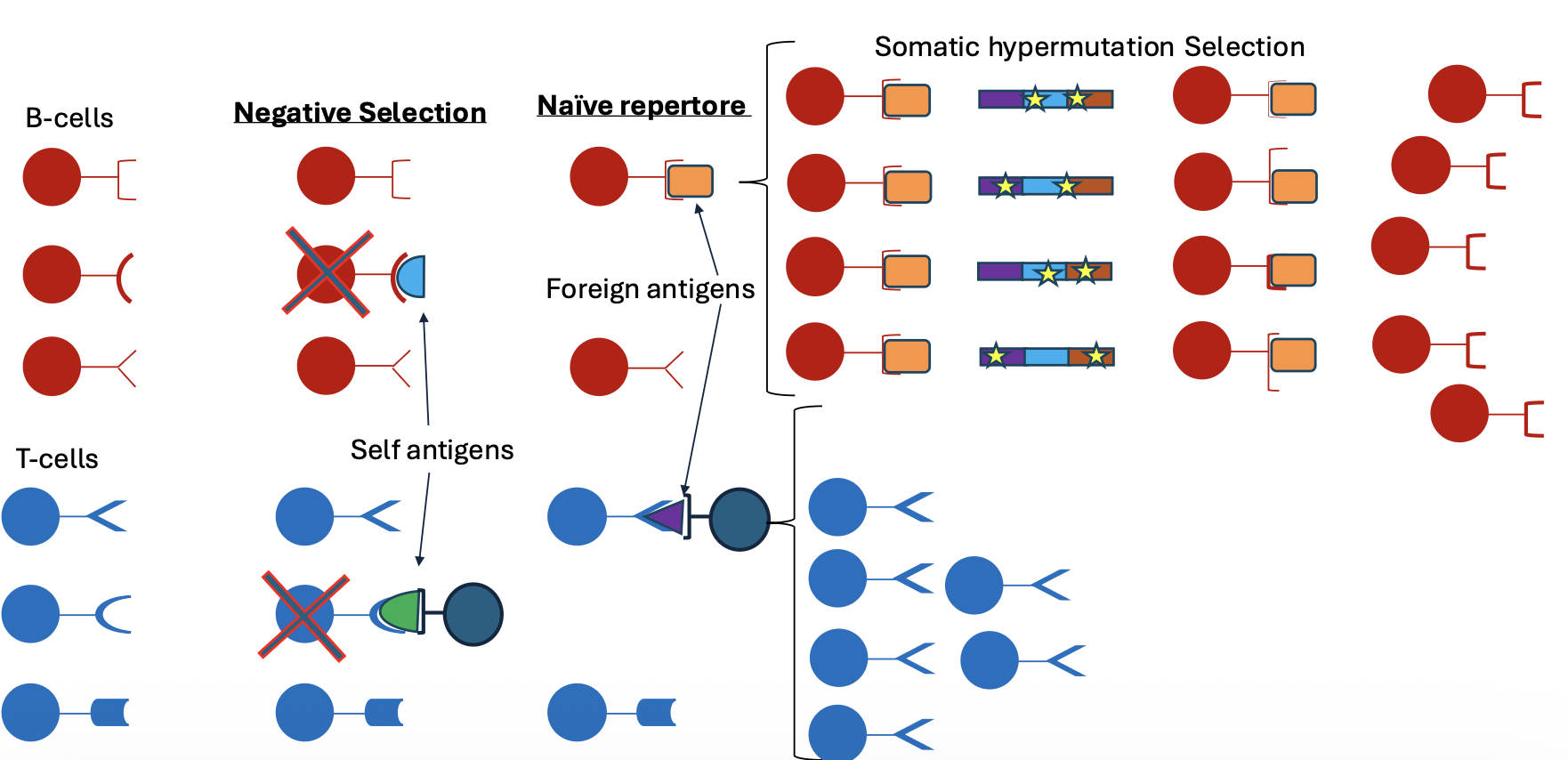 Somatic hypermutation & affinity maturation