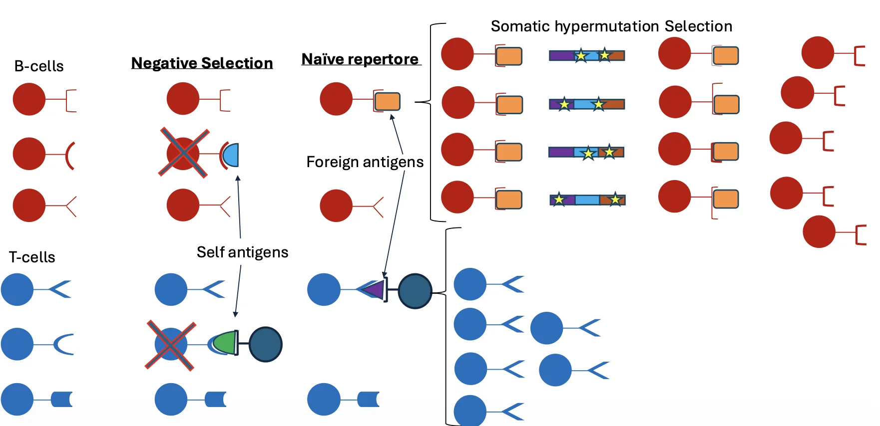 Somatic hypermutation & affinity maturation
