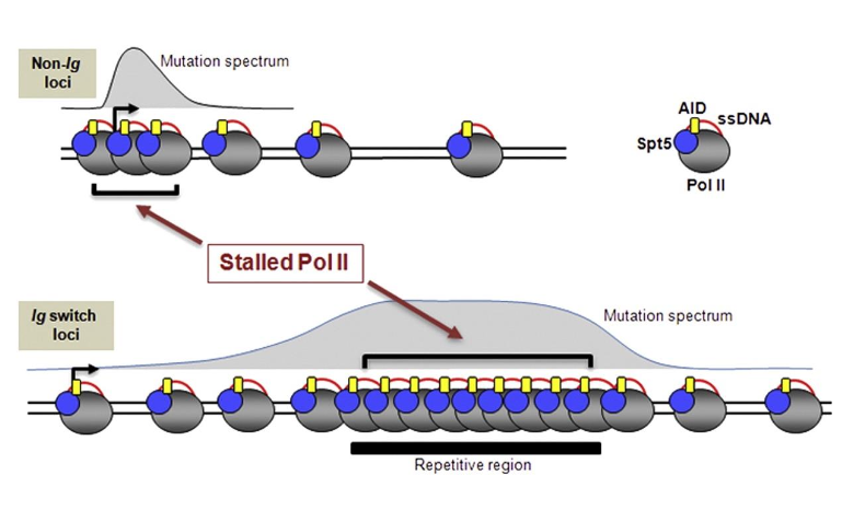 Stalled Pol II