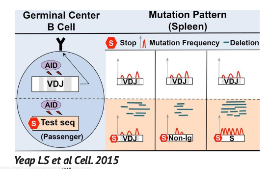 Yeap LS et al Cell. 2015