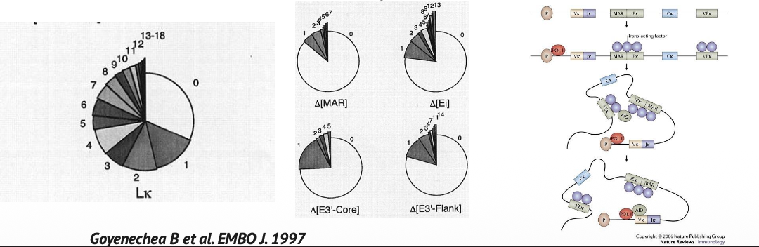 Goyenchea B et al EMBO J. 1997