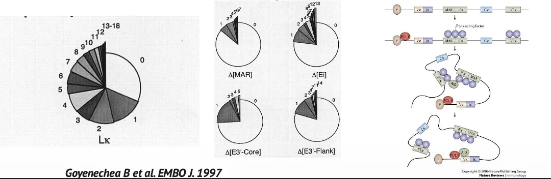 Goyenchea B et al EMBO J. 1997