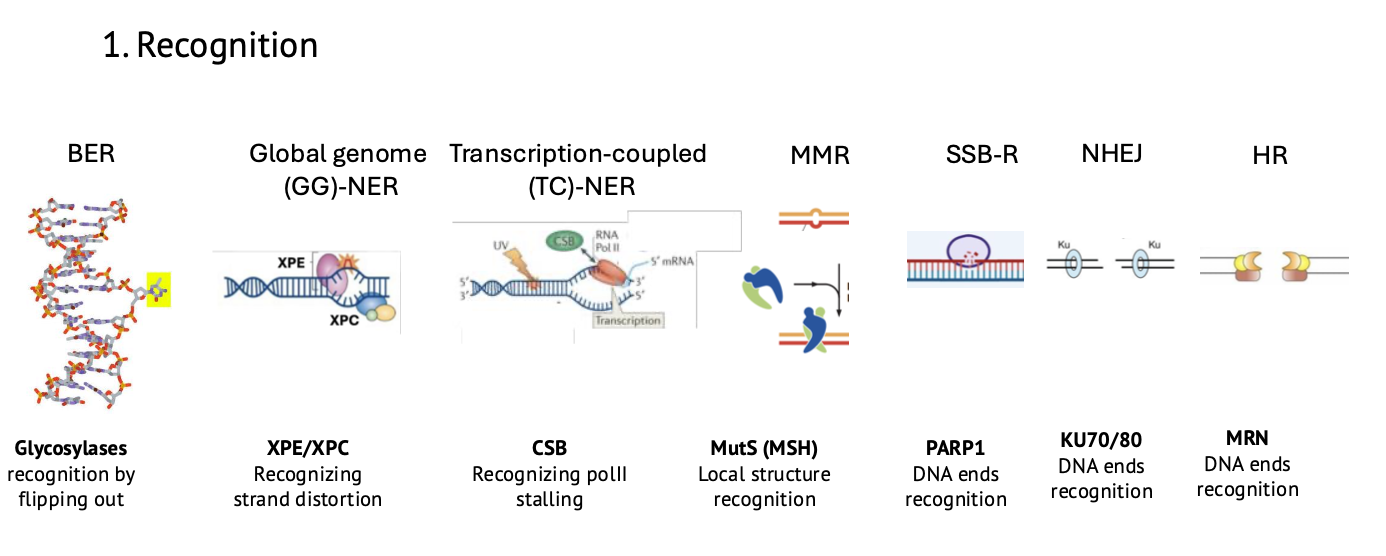 Common template of DNA repair - Recognition