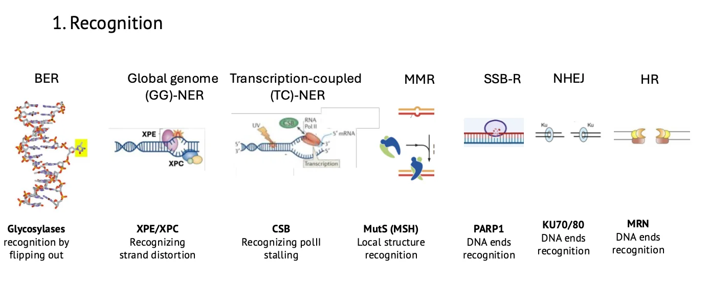 Common template of DNA repair - Recognition
