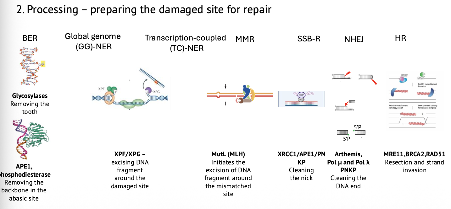 Common template of DNA repair - Processing