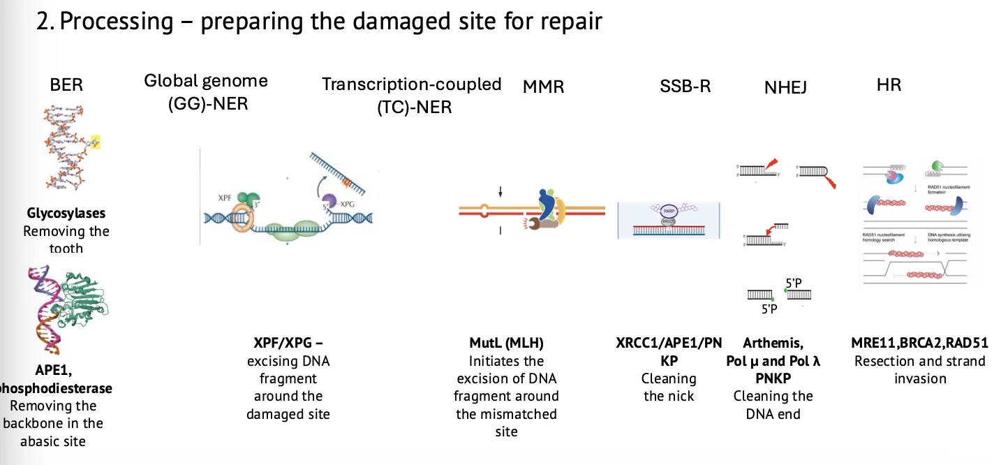 Common template of DNA repair - Processing