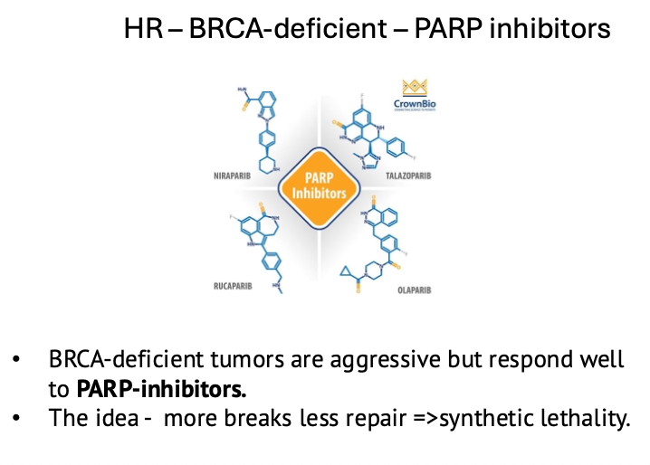 HR – BRCA-deficient – PARP inhibitors