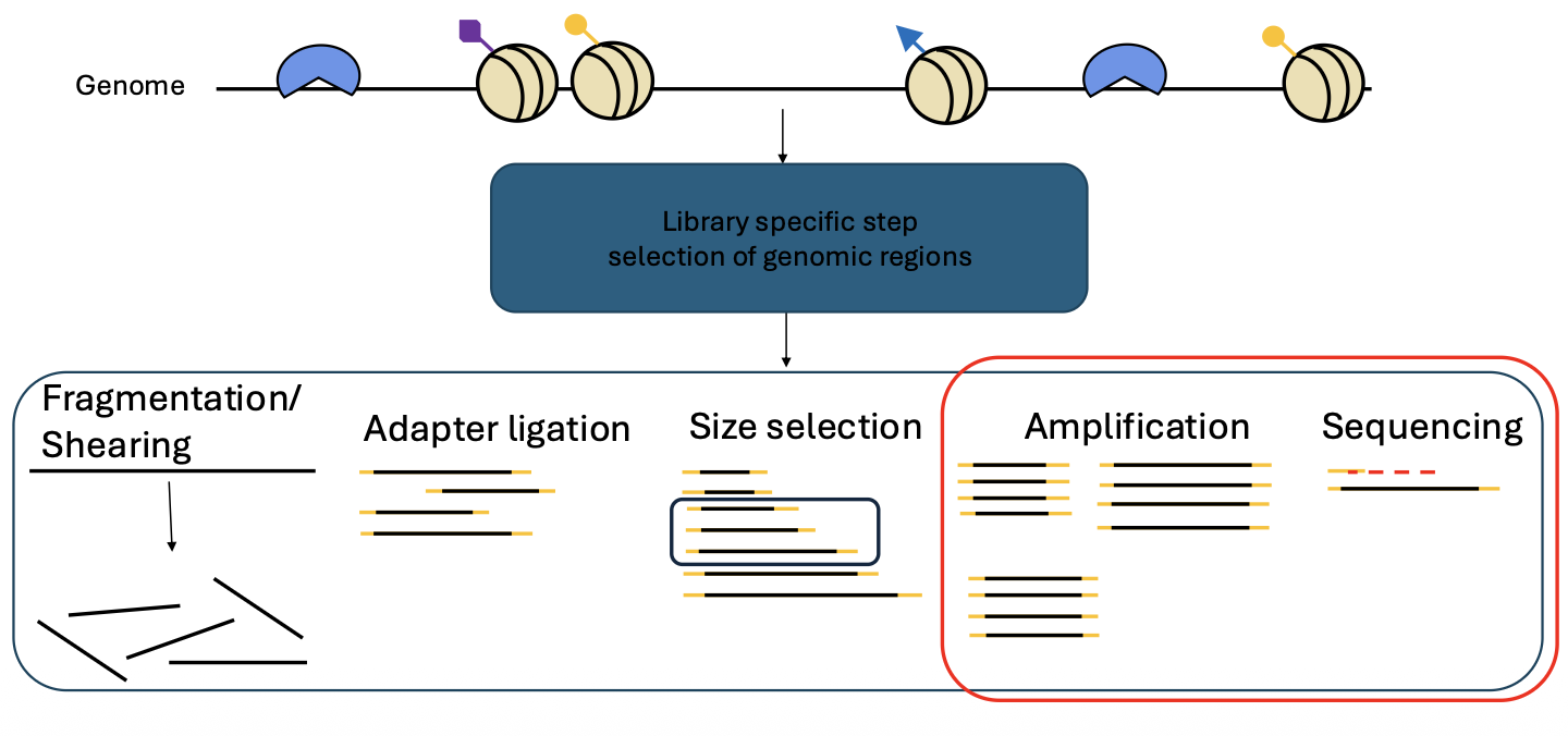 DNA lib prep = general steps