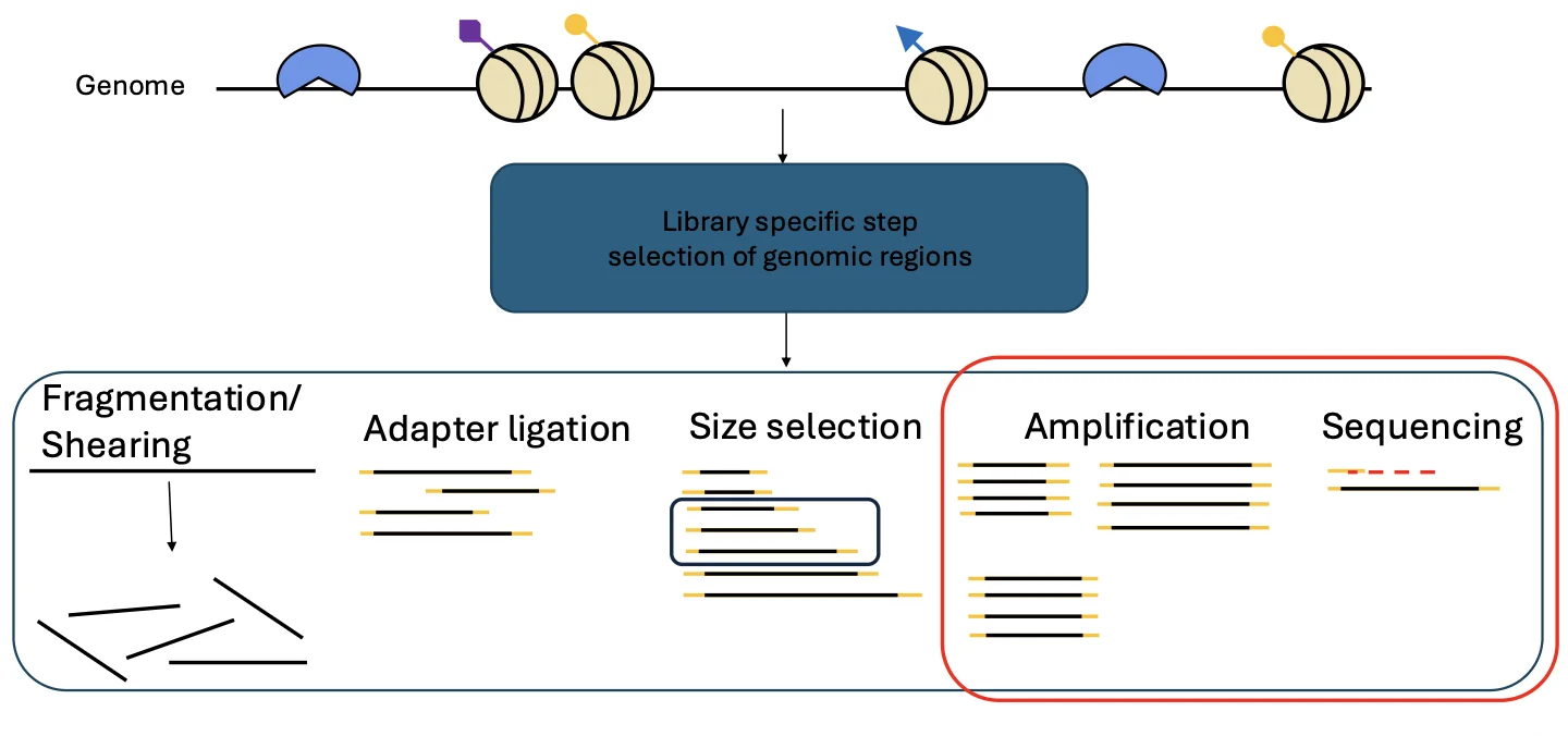 DNA lib prep = general steps