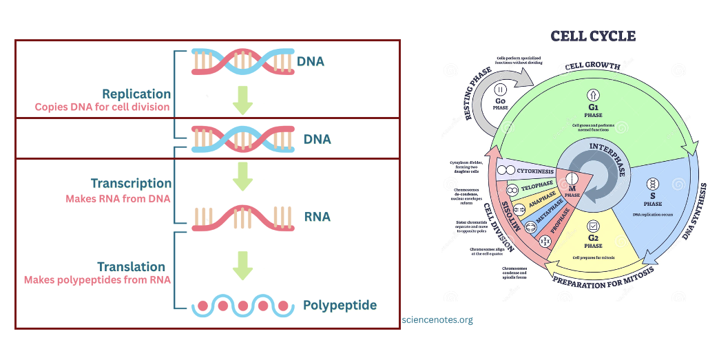 Replication, Transcription and Translation