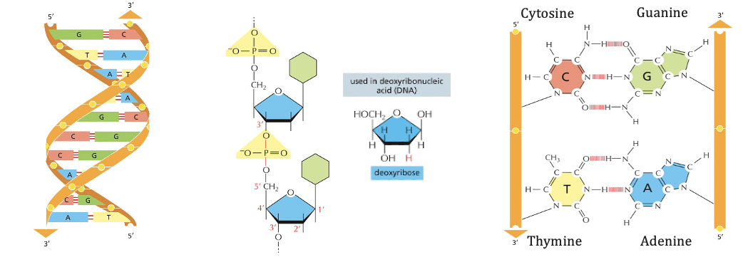 DNA struct