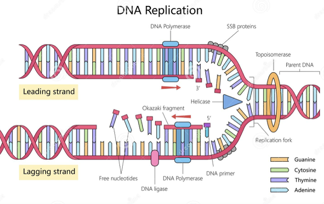 DNA replication process