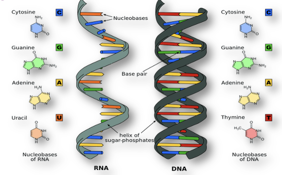 RNA structure vs DNA structure