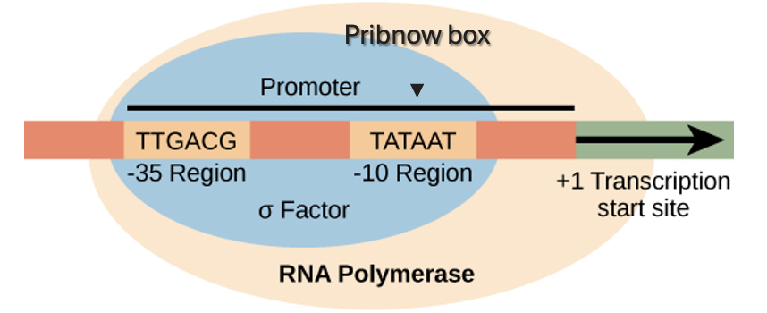 Pribnow box
